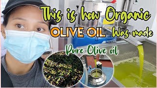 HOW TO MAKE  EXTRA VIRGIN OLIVE OIL | ORGANIC | LIFE IN ITALY