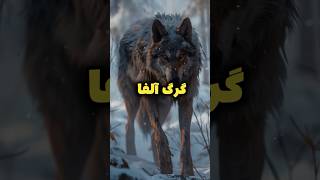 انواع گرگ در گله گرگ ها | دنیای حیوانات