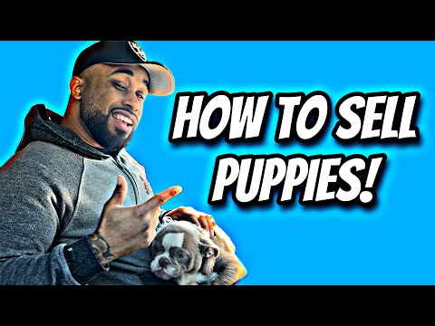 Where is the best place to sell puppies?
