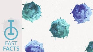 How Do Immune Responses Evolve Over Time?