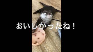 カワウソ　アラレ　ぱくぱく食べています！