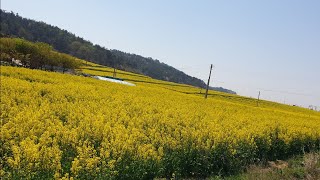 💖방뎅이  품바💖무안 유채꽃 보러오세요~~~♡💞💞💞