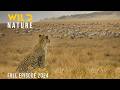 WILD SAVANNAH | The Footsteps of a Lone Hunter | Animal documentary