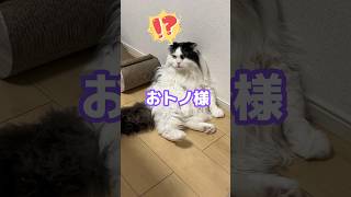 頑なに下半身を動かさずリアクションする猫w #shorts #cat #Cat #スコティッシュフォールド #猫 #猫動画 #リアクション芸 #ねこのいる生活