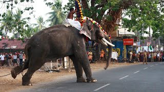 Men Attacking Elephant 😠😤#elephant #kerala #treanding