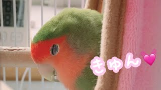 おねむのコザクラインコの寝顔が可愛い💚