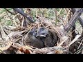 Bird Parents Successfully Raise Adult Offspring | The Chicks Are Released From The Nest