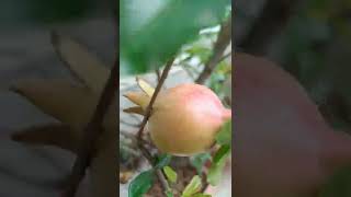 organic pomegranate morden India