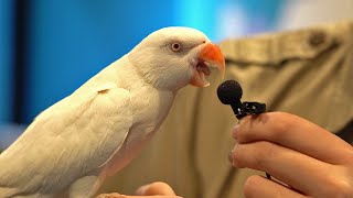 사람처럼 말하는 동물들ㅋㅋㅋㅣI interviewed animals with a tiny mic