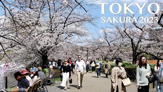 Tokyo Sakura in Ueno Park 2023 | Japan Walk