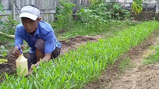 keseharian bakul sayur//berkebun dipekarangan rumah