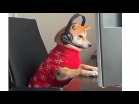 Funny Dog Cat Videos That Will Make You Laugh Part 14 Youtube