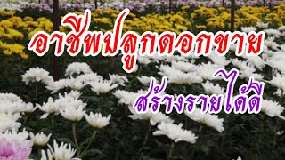 37/..อาชีพปลูกดอกขาย สร้างรายได้ดี ปลูกปีละสองครั้ง #ตั้มเกษตรพอเพียงเกษตรมือใหม่