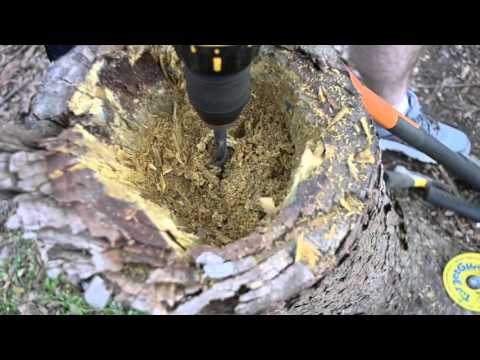How To Make a Stump Planter How To Make a Stump Planter