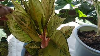 AGLAONEMA PINK PANAMA vs LUCKY // comparison