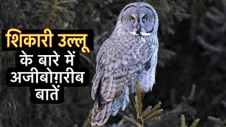 उल्लू के बारे में 22 रोचक तथ्य || Interesting facts about Great gray Owl in Hindi