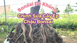 Cắt Sửa Cây Tứ Quý Làm Bonsai