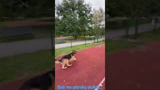 Tresura psa i dobra zabawa / Training the dog and having fun