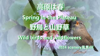 高原は春 野鳥と山野草 Spring in the Plateau Wild birds and wildflowers#風景#野鳥