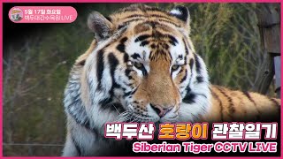 [Live]화요일 아침 백두대간수목원 호랑이 관찰일기 2022.5.17 / Amur Tiger CCTV Live, Tiger CAM #한청#우리#한#도#태범#무궁