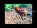 குறைந்த விலையில் 7 பட்டா சேவல் 🐓 விற்பனை kg rate 9600425752 prasanthfarms