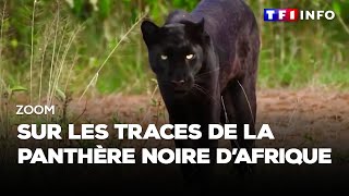 EXCLUSIVITÉ MONDIALE - La panthère noire d'Afrique filmée à la télévision pour la 1ère fois !