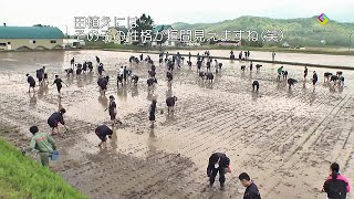 北海道の珍名所#２１(田植え)　北海道一広い農家で 中学生が田植え体験　Junior high school students planting rice,