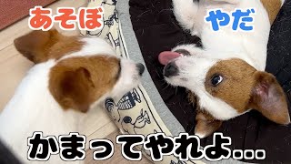 子犬に遊んでほしくてちょっかいかけるけど相手にしてもらえない可哀想な兄犬/ジャックラッセルテリア/多頭飼い