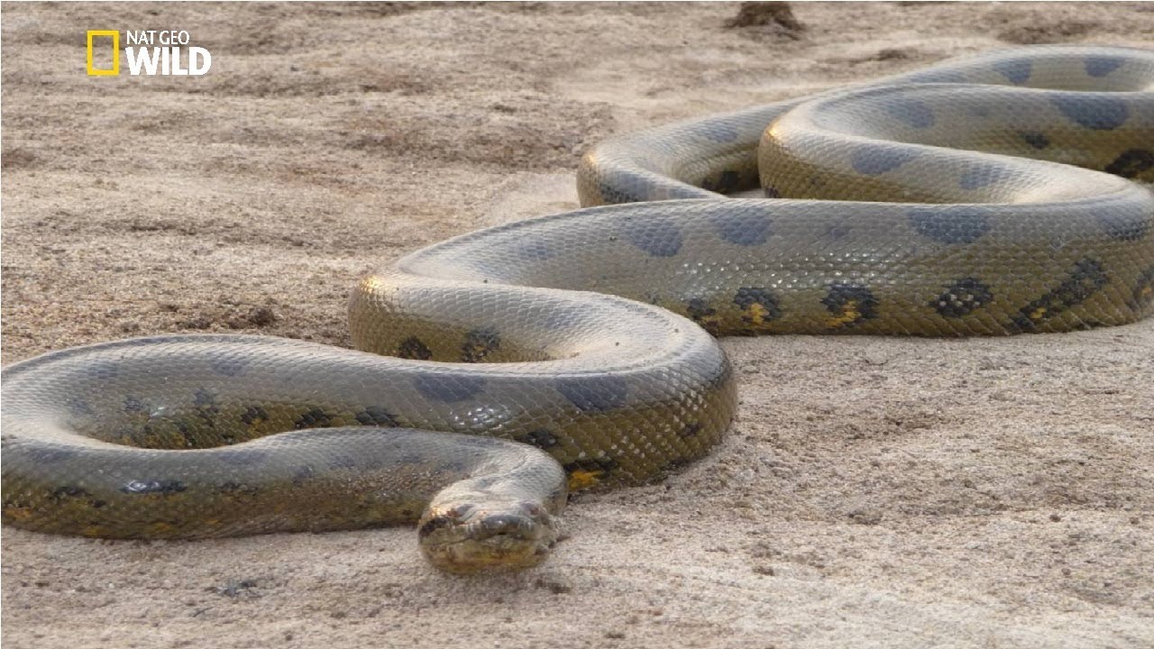 Green Anaconda [National Geographic Documentary HD 2017] - YouTube