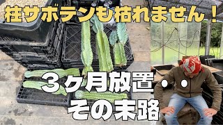 【驚き】カットした柱サボテン3ヶ月放置の末路