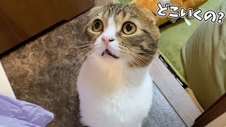 朝からママのそばを離れない猫が可愛いw