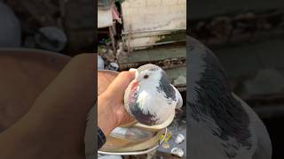 Pet market se shirazi pet lekar aaye 🥰#kabootar #minivlog #shorts #pet #birdslover #petsvlog #vlog