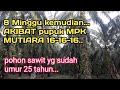 ini akibat nya, 8 minggu setelah pemakaian pupuk mutiara 16 16 16.