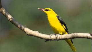 Suara Pikat Burung 1 Gereja Ciblek Prenjak