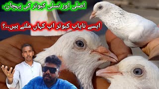 Purani Naslon ka Nayab kabootar || Hd Pigeon Club ||