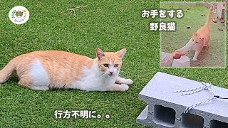 (悲劇) 毎日来ていた野良猫が行方不明になりました。。そしてその後。。