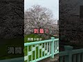 【北越谷元荒川堤】桜の名所をご紹介