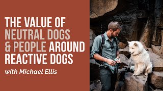 Michael Ellis on the Value of Neutral Dogs \u0026 People Around Reactive Dogs