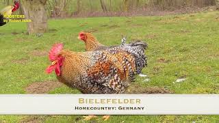 Beautiful Bielefelder Rooster