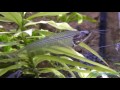 glass catfish kryptopterus minor