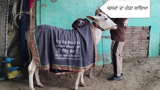 ਮਕੜੋਨਾ ਬਲੱਦ ।। ਬਲਦ ਦਾ ਗੇੜਾ ਲਾਉਣ ਗਏ।। punjab ox