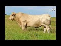 charolais in the rockies • lot 18