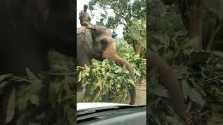 camp Elephant bringing food for its friends#mudumalai