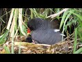 common moorhen family