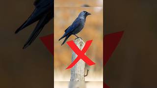 Halal vs Haram birds in islam #shorts #youtubeshorts #islam