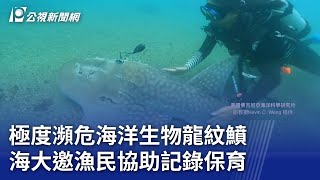 極度瀕危海洋生物龍紋鱝 海大邀漁民協助記錄保育｜20241209 公視晚間新聞