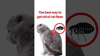 The best way to get rid of cat fleas