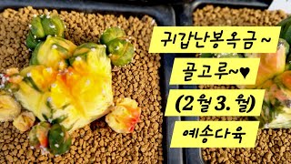 귀갑난봉옥금~~골고루♥︎            (2월3. 월)  예송다육