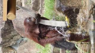 2017/7/17キキちゃんの水遊び