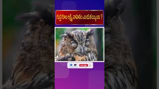 గుడ్లగూబ లక్ష్మి వాహనం ఎందుకయ్యింది ?|గుడ్లగూబ లక్ష్మీదేవి వాహనం అవ్వడం వెనుక రహస్యం#shorts#ytshorts